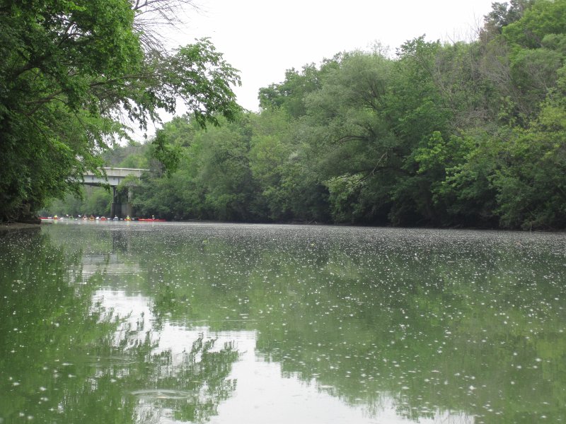 IMG_5552.jpg - Fluffy Cottonwood Seeds coating the surface of the North Shore Channel.  LL Bean Kayaking group, background left
