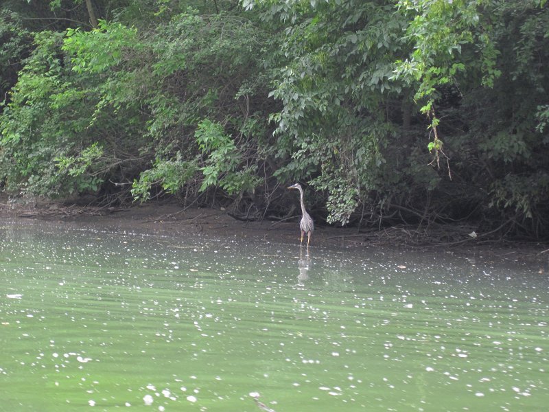 IMG_5553.jpg - Great Blue Heron
