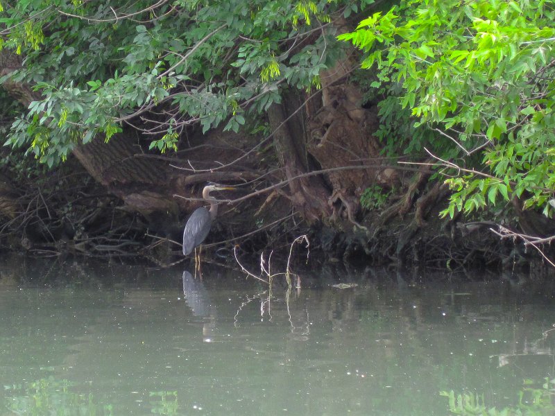 IMG_5467.jpg - Great Blue Heron