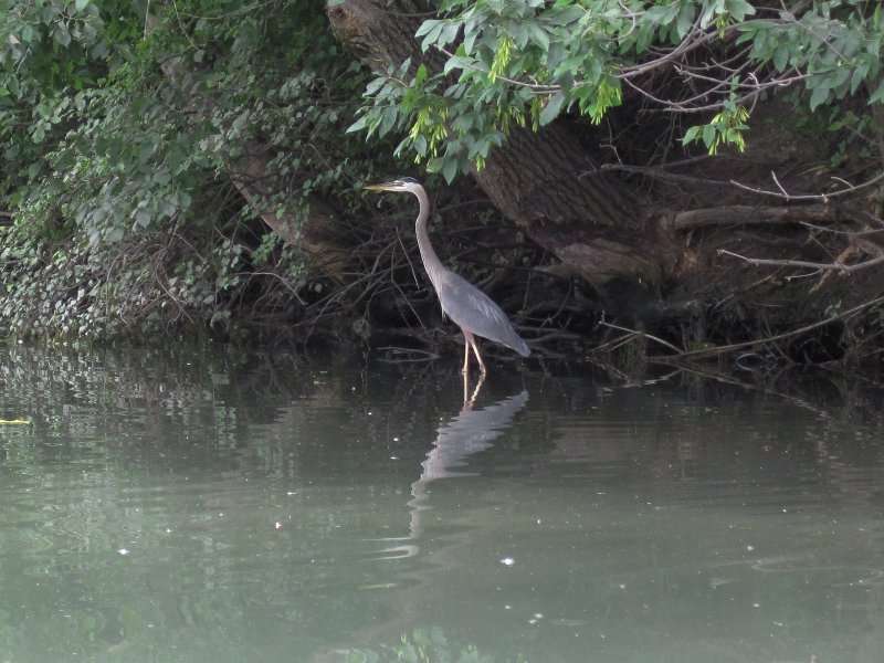 IMG_5470.jpg - Great Blue Heron