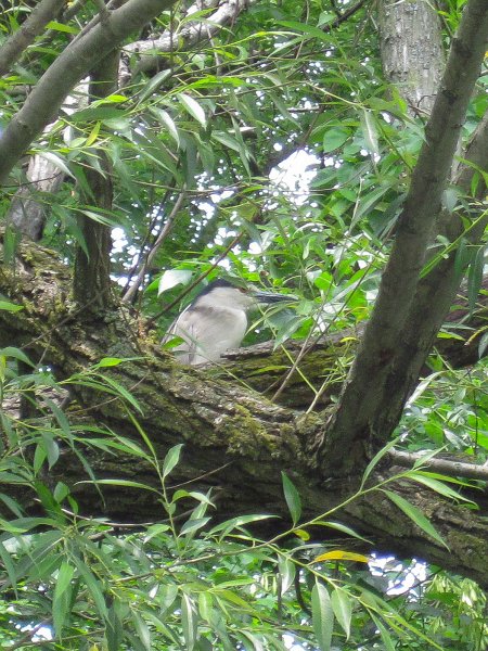 IMG_5486.jpg - Black-crowned Night Heron