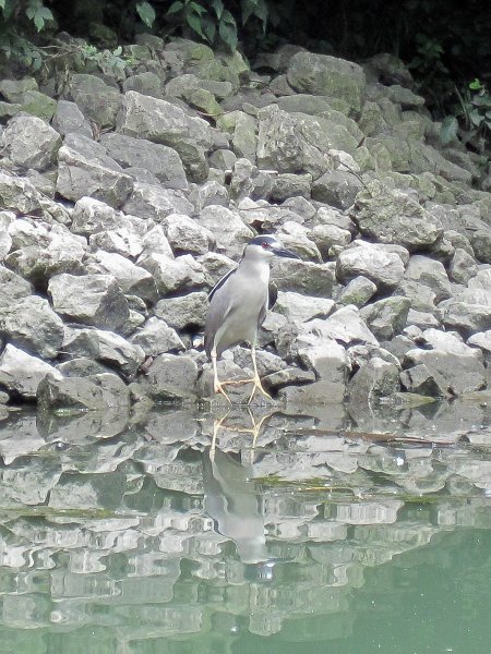 IMG_5493.jpg - Black-crowned Night Heron camouflaged in the rocks