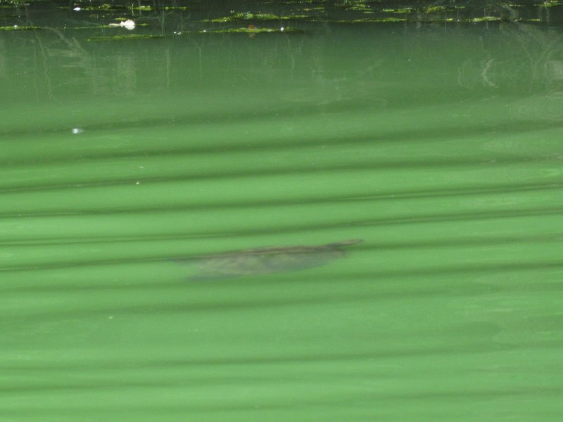 IMG_5549.jpg - Turtle