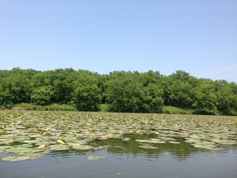ShabbonaKayak070713--1.jpg - Lily Pads