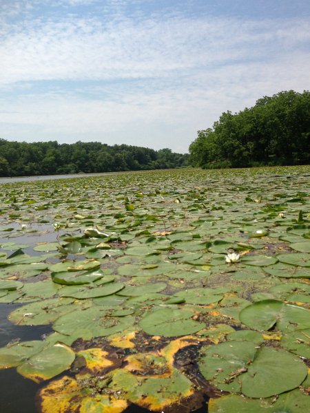 ShabbonaKayak070713--2.jpg - Lily Pads with flower