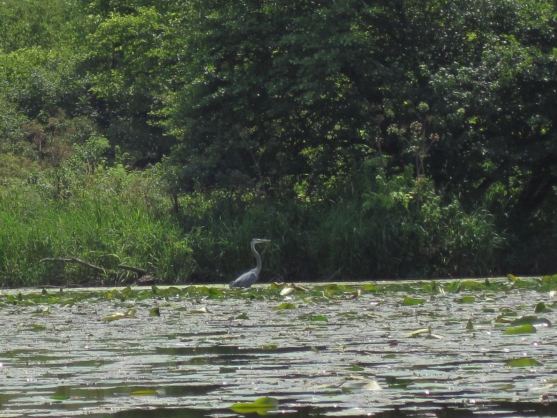 ShabbonaKayak070713-5566.jpg - Great Blue Heron in the Lily Pads