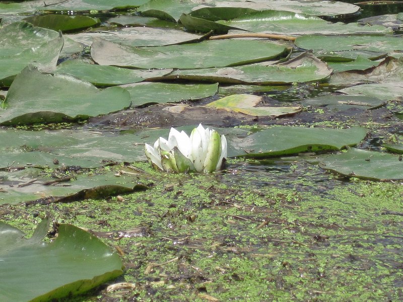 ShabbonaKayak070713-5567.jpg - Lily Pads w/flower