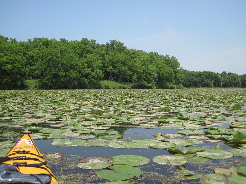 ShabbonaKayak070713-5569.jpg - Shabbona Lake marsh area with Lily Pads