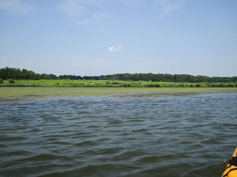 ShabbonaKayak070713-5573.jpg - Weed and lake grasses along the edge of Shabbona Lake
