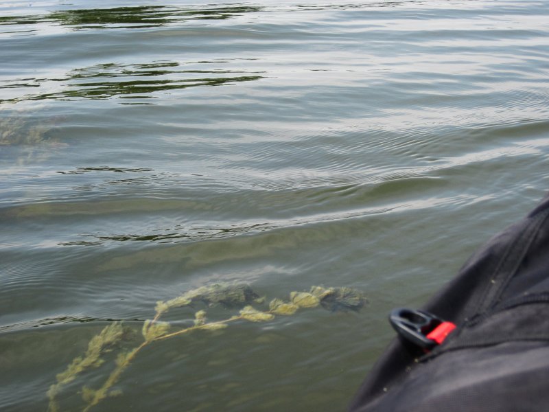 ShabbonaKayak070713-5577.jpg - Weed and lake grasses along the edge of Shabbona Lake. Note: water is nice and clear