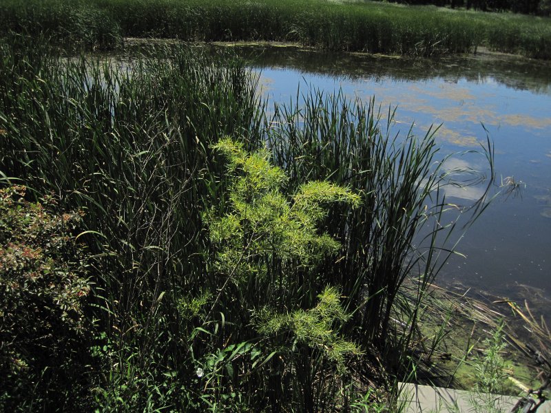PrairiePath080313-5638.jpg - Lincoln Marsh Natural Area , view from Illinois Prairie Path