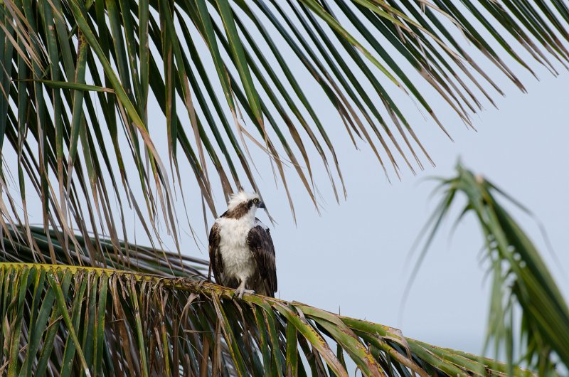 Captiva041813-6177.jpg - View from Lands End room 1640 of Osprey flying between nest, palm trees, and Gulf