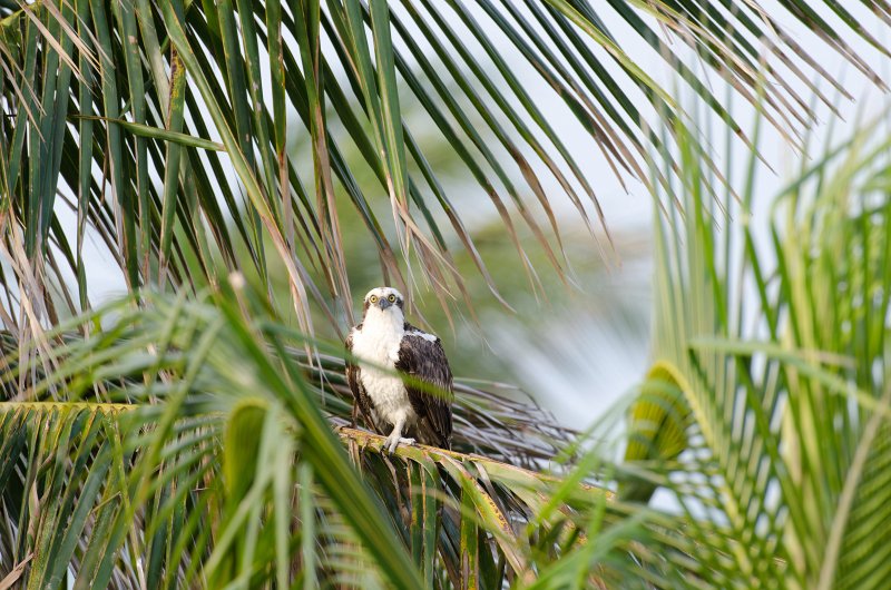 Captiva041813-6185.jpg - View from Lands End room 1640 of Osprey flying between nest, palm trees, and Gulf