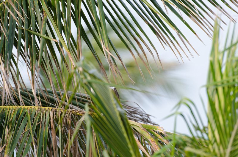 Captiva041813-6186.jpg - View from Lands End room 1640 of Osprey flying between nest, palm trees, and Gulf