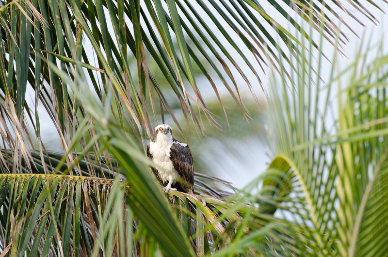 Captiva041813-6191.jpg - View from Lands End room 1640 of Osprey flying between nest, palm trees, and Gulf