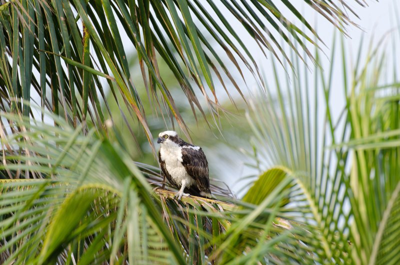 Captiva041813-6193.jpg - View from Lands End room 1640 of Osprey flying between nest, palm trees, and Gulf