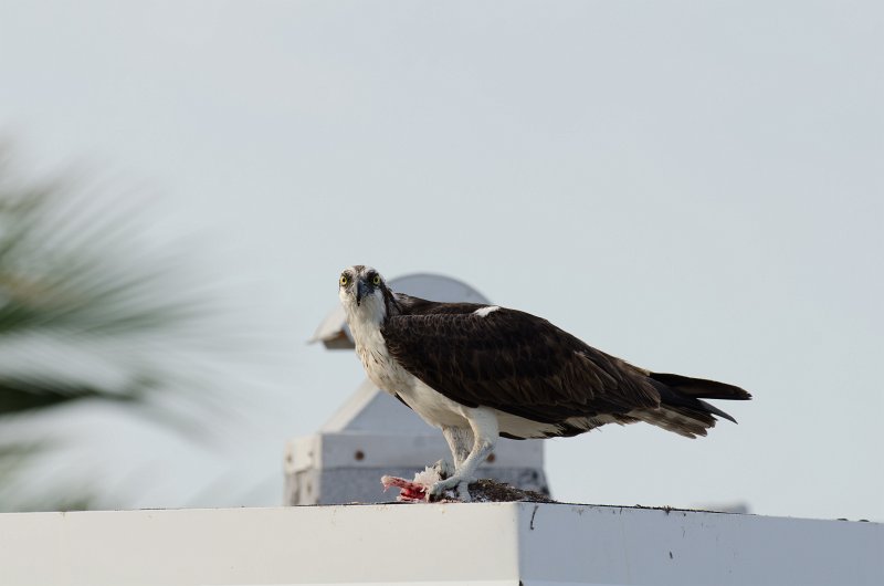 Captiva041813-6202.jpg - View from Lands End room 1640 of Osprey flying between nest, palm trees, and Gulf