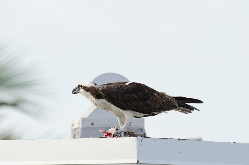 Captiva041813-6214.jpg - View from Lands End room 1640 of Osprey flying between nest, palm trees, and Gulf