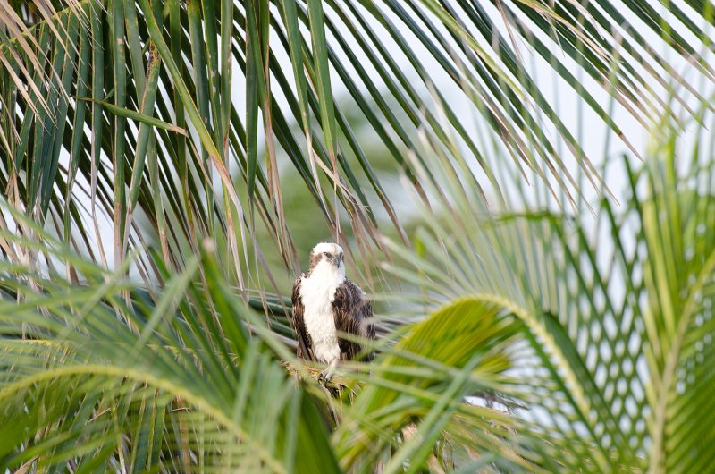 Captiva041813-6220.jpg - View from Lands End room 1640 of Osprey flying between nest, palm trees, and Gulf