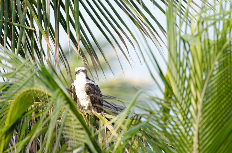 Captiva041813-6224.jpg - View from Lands End room 1640 of Osprey flying between nest, palm trees, and Gulf