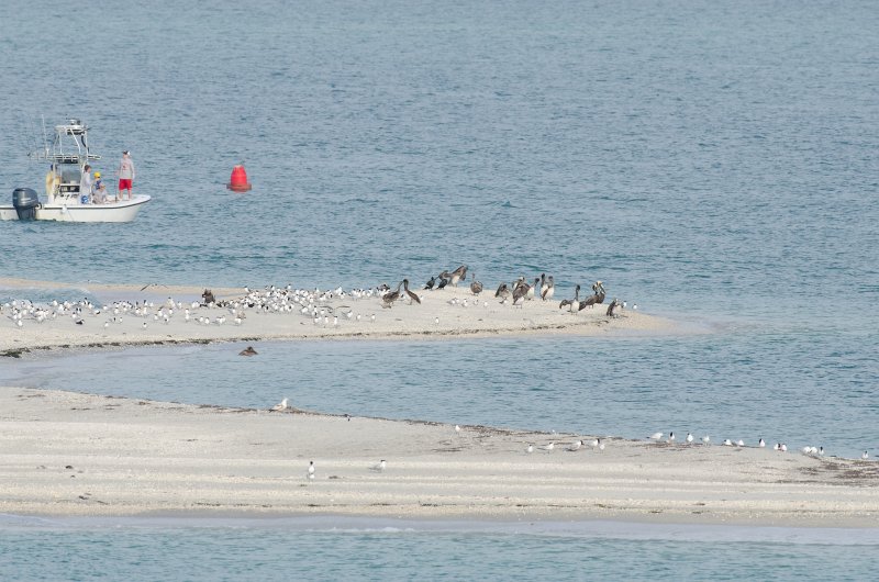 Captiva041813-6225.jpg - View from Lands End room 1640 of Osprey flying between nest, palm trees, and Gulf