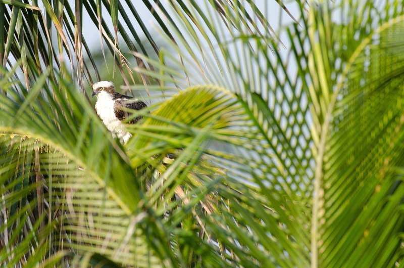 Captiva041813-6226.jpg - View from Lands End room 1640 of Osprey flying between nest, palm trees, and Gulf