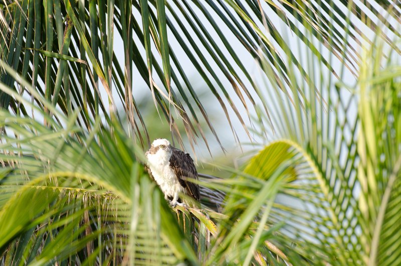 Captiva041813-6227.jpg - View from Lands End room 1640 of Osprey flying between nest, palm trees, and Gulf