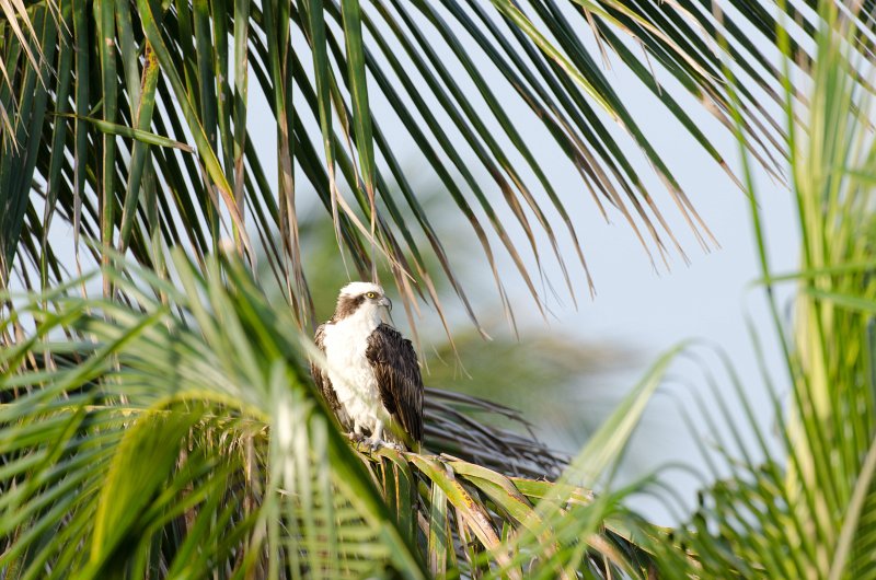 Captiva041813-6229.jpg - View from Lands End room 1640 of Osprey flying between nest, palm trees, and Gulf