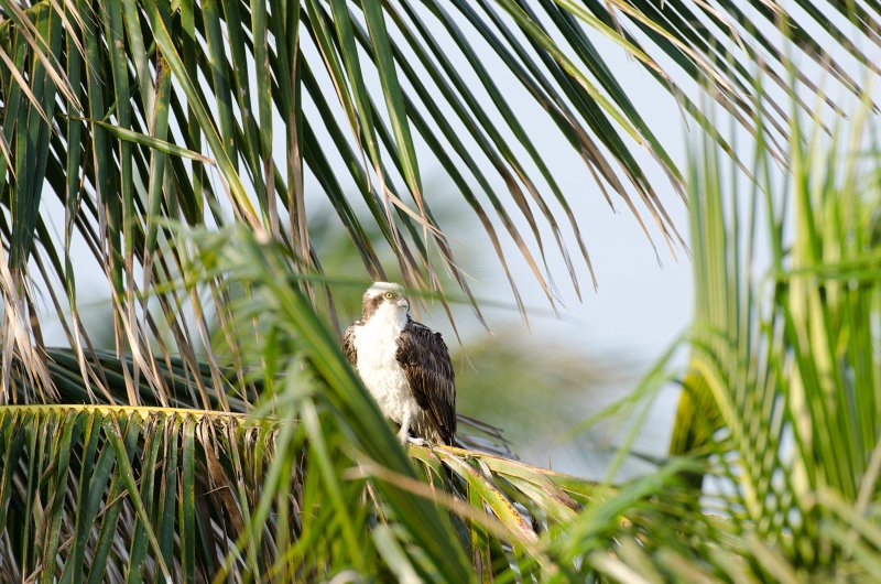 Captiva041813-6230.jpg - View from Lands End room 1640 of Osprey flying between nest, palm trees, and Gulf