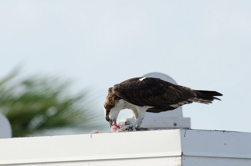 Captiva041813-6233.jpg - View from Lands End room 1640 of Osprey flying between nest, palm trees, and Gulf