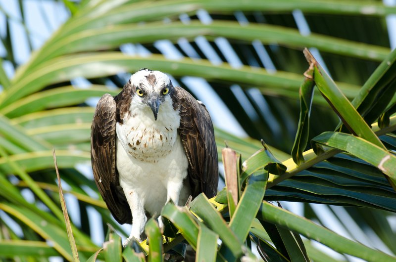 Captiva041813-6255.jpg - View from Lands End room 1640 of Osprey flying between nest, palm trees, and Gulf
