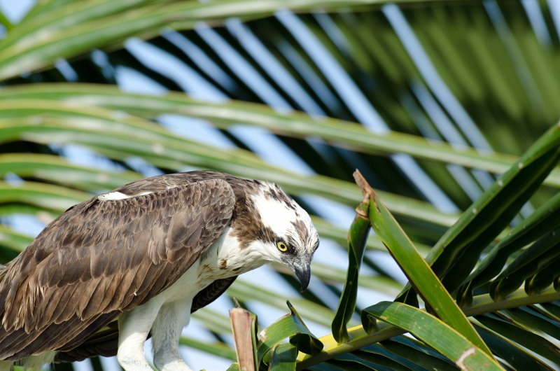 Captiva041813-6260.jpg - View from Lands End room 1640 of Osprey flying between nest, palm trees, and Gulf