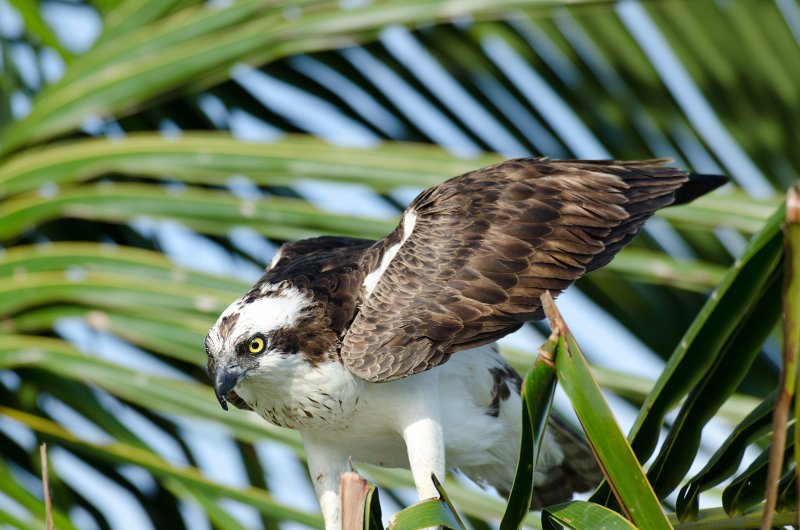 Captiva041813-6262.jpg - View from Lands End room 1640 of Osprey flying between nest, palm trees, and Gulf