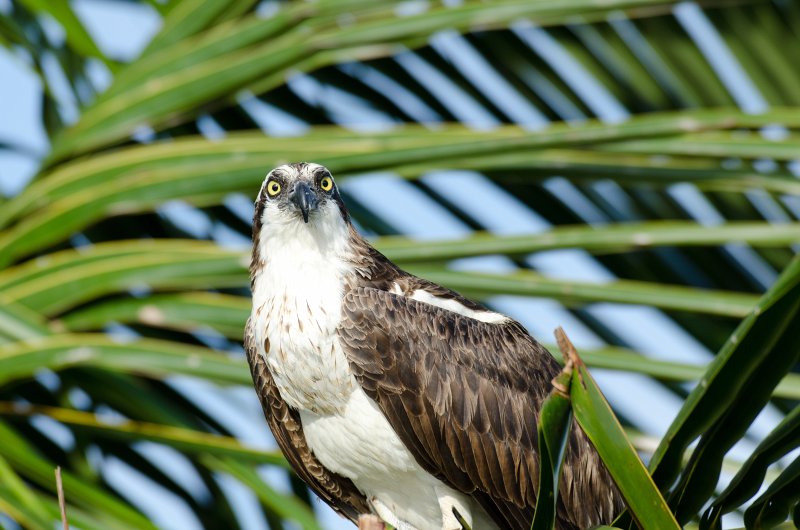 Captiva041813-6264.jpg - View from Lands End room 1640 of Osprey flying between nest, palm trees, and Gulf