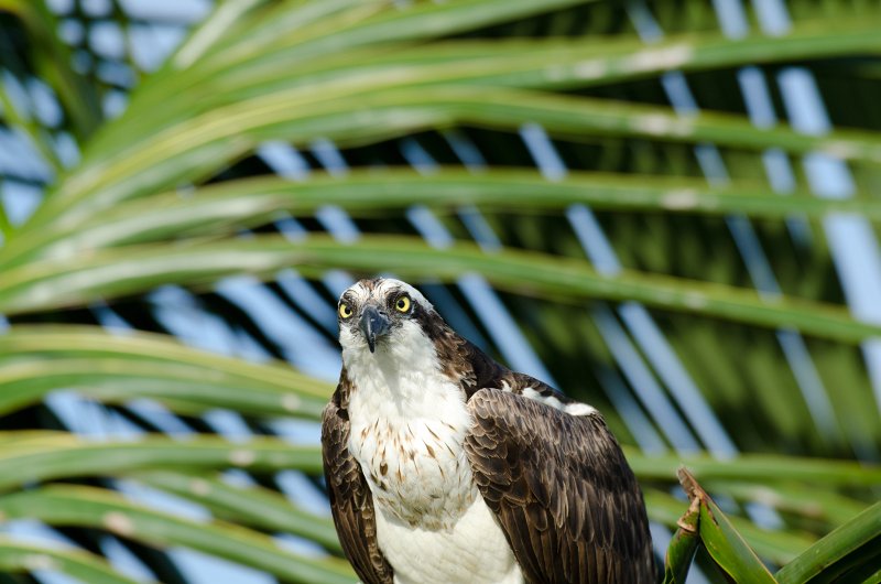 Captiva041813-6267.jpg - View from Lands End room 1640 of Osprey flying between nest, palm trees, and Gulf