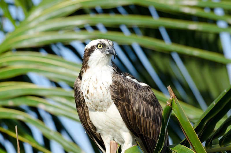 Captiva041813-6269.jpg - View from Lands End room 1640 of Osprey flying between nest, palm trees, and Gulf