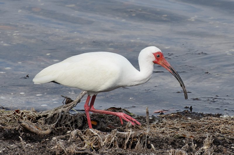 Captiva041813-6277.jpg - Ibis. Seen on Wild Life Drive while biking through Ding-Darline