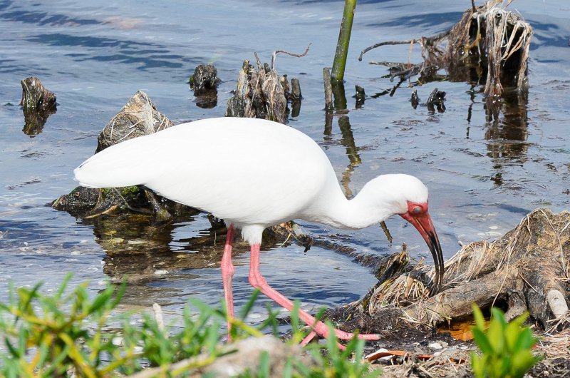 Captiva041813-6281.jpg - Ibis. Seen on Wild Life Drive while biking through Ding-Darline