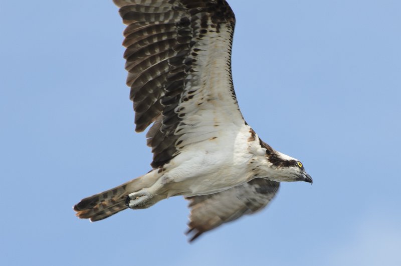 Captiva041813-6291.jpg - Osprey. Seen on Wild Life Drive while biking through Ding-Darline