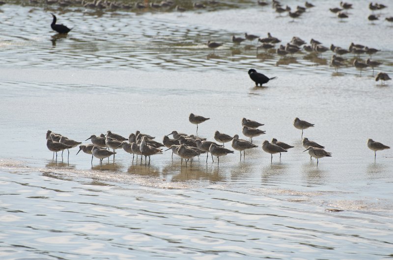 Captiva041813-6297.jpg - Flock of Dunlin. Seen on Wild Life Drive while biking through Ding-Darline