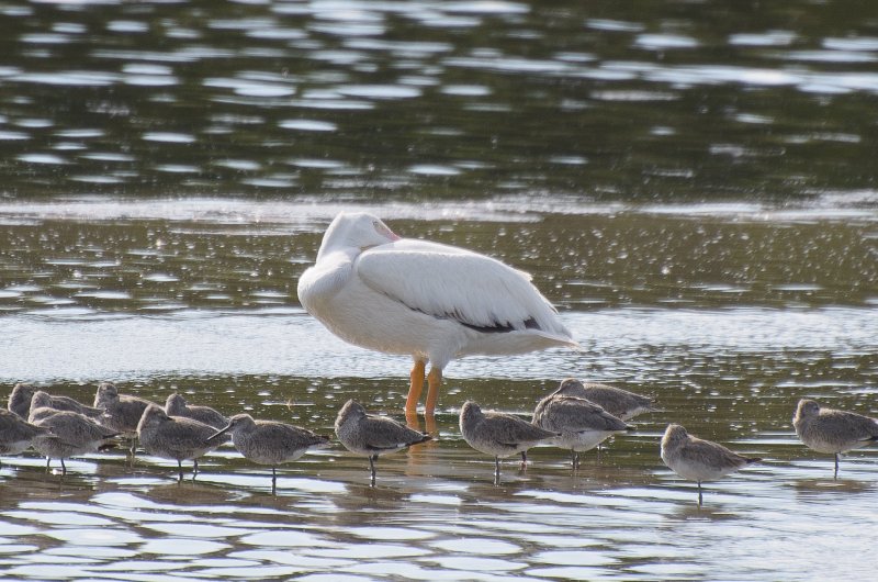 Captiva041813-6299.jpg - White Pelican and a flock of Dunlin wading. Seen on Wild Life Drive while biking through Ding-Darline