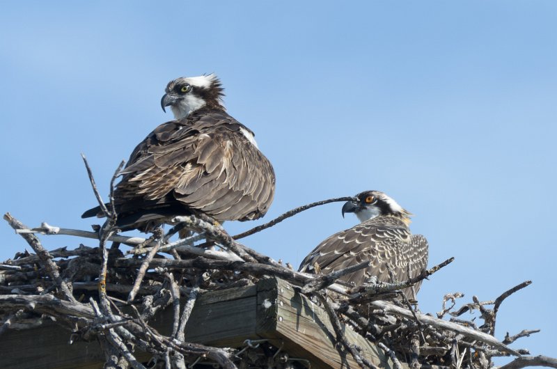 Captiva041813-6318.jpg - Pair of Osprey in nest.  Seen on Wild Life Drive while biking through Ding-Darline