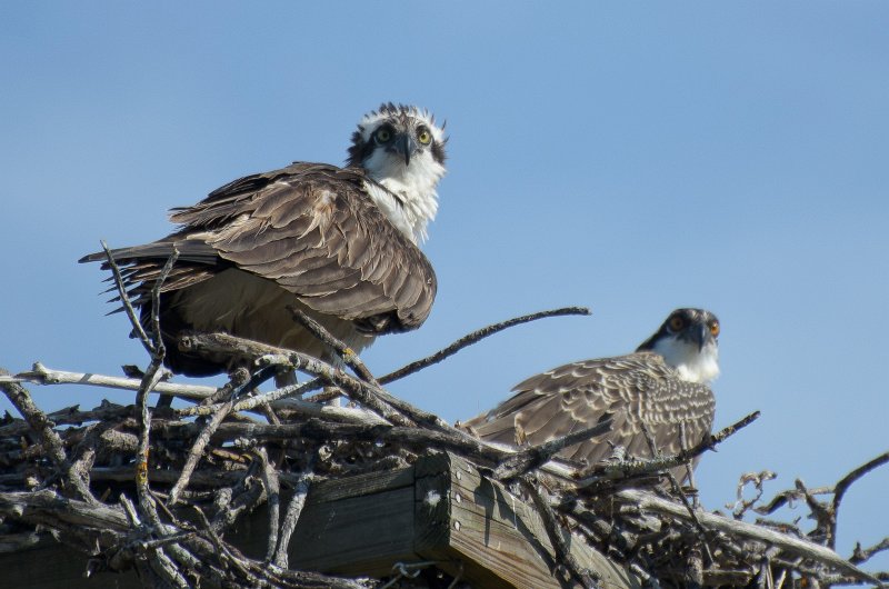 Captiva041813-6324.jpg - Pair of Osprey in nest.  Seen on Wild Life Drive while biking through Ding-Darline