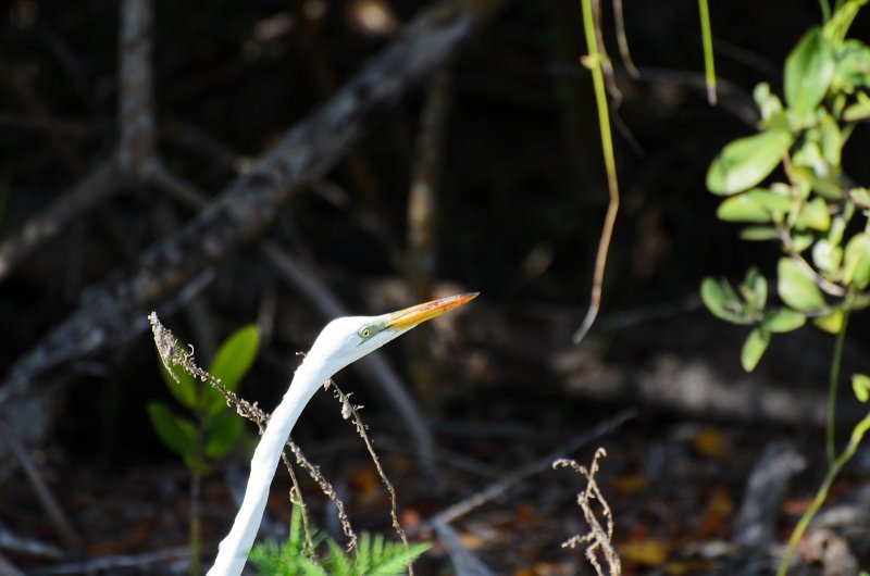 Captiva041813-6337.jpg - Great Egret. Seen on Wild Life Drive while biking through Ding-Darline