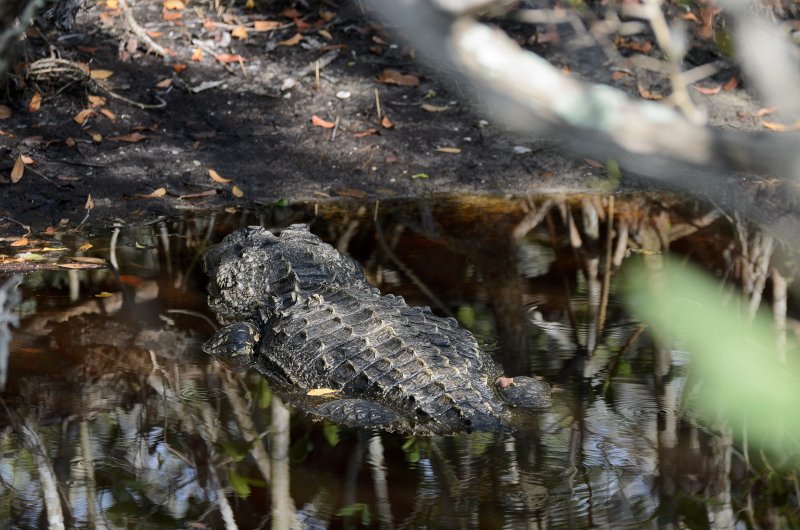 Captiva041813-6344.jpg - Alligator. Seen on Wild Life Drive while biking through Ding-Darline