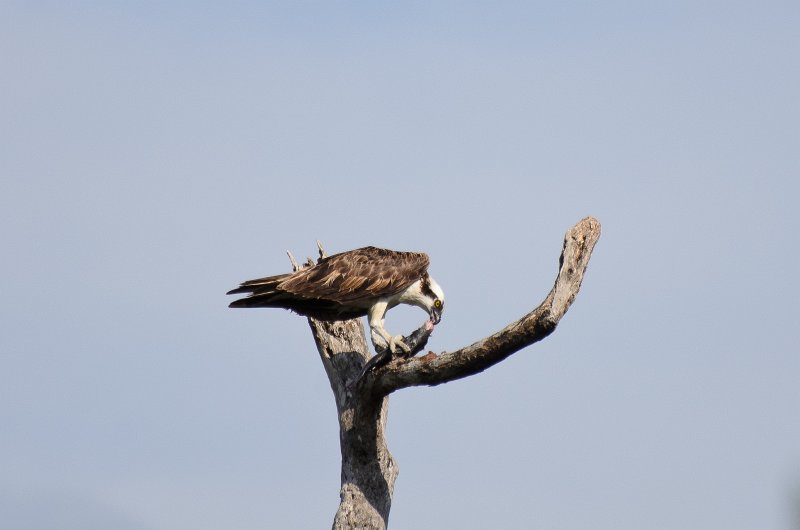 Captiva041813-6355.jpg - Osprey with a fish. Seen on Wild Life Drive while biking through Ding-Darline