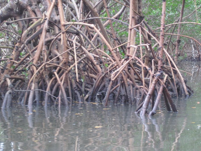 Captiva041813-4871.jpg - Kayaking Around Buck Key -- Day 2.  We went through the mangrove trails, twice.