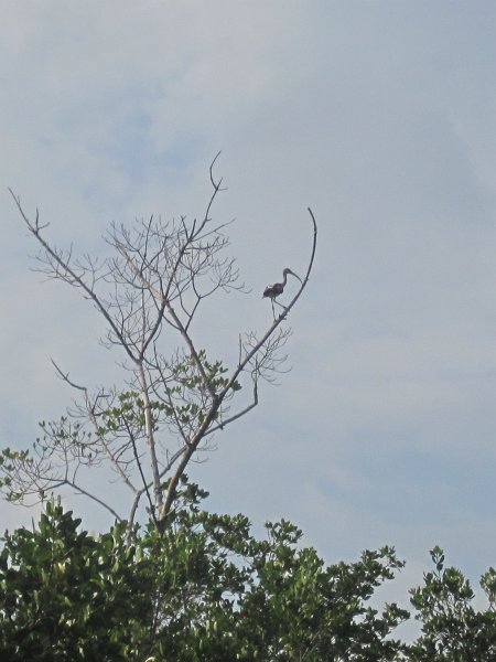 Captiva041813-4875.jpg - Juvenile Ibis. Kayaking Around Buck Key -- Day 2.  We went through the mangrove trails, twice.