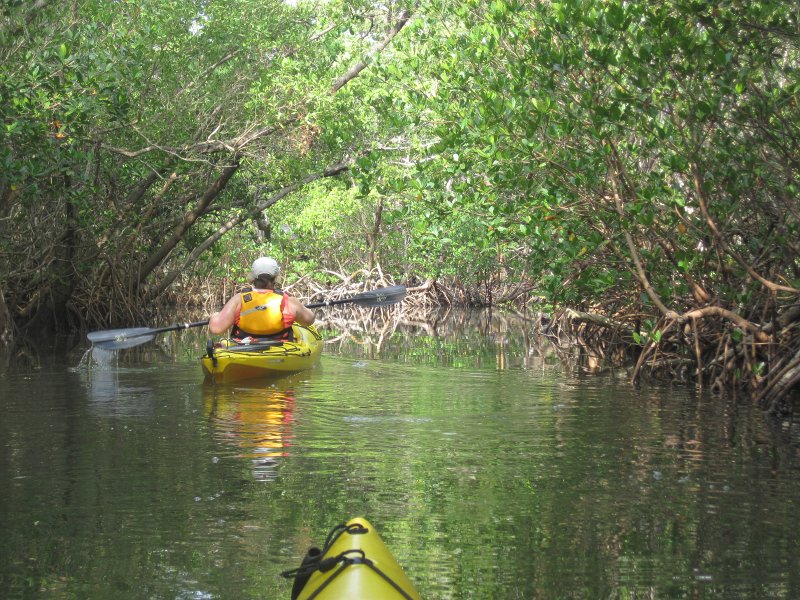 Captiva041813-4881.jpg - Mangrove Trail. Kayaking Around Buck Key -- Day 2.  We went through the mangrove trails, twice.