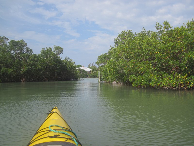 Captiva041813-4885.jpg - Braynerd Bayou. Kayaking Around Buck Key -- Day 2.  We went through the mangrove trails, twice.